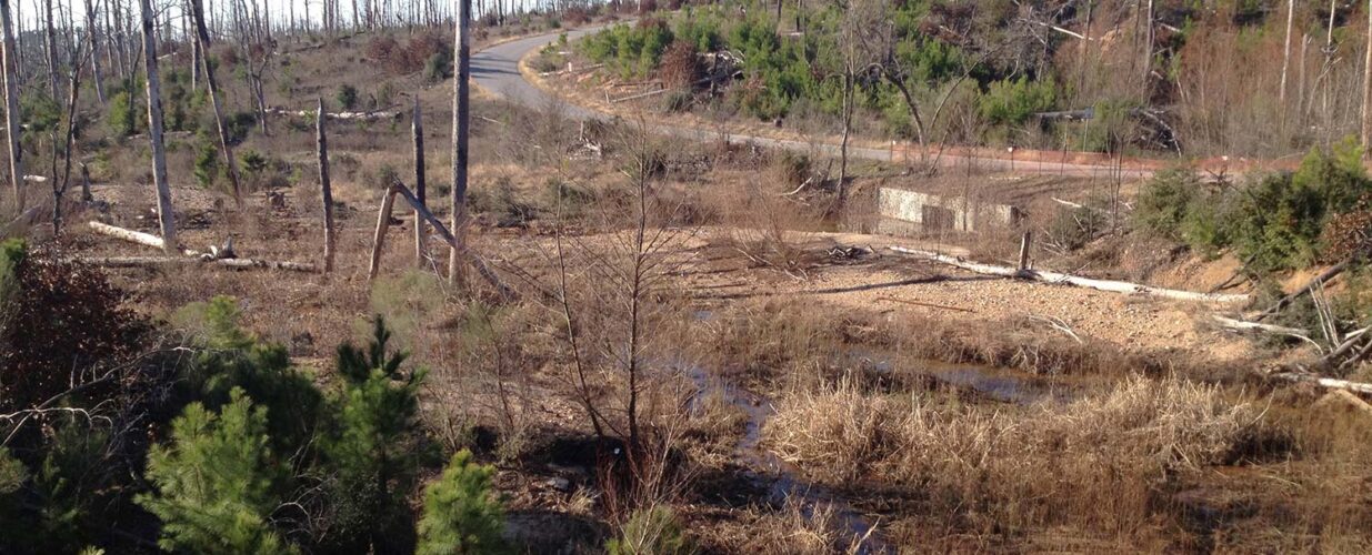 flooding and bare trees in Bastrop State Park